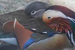 動物園の鳥さん　20　オシドリ夫婦