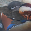 動物園の鳥さん　20　オシドリ夫婦