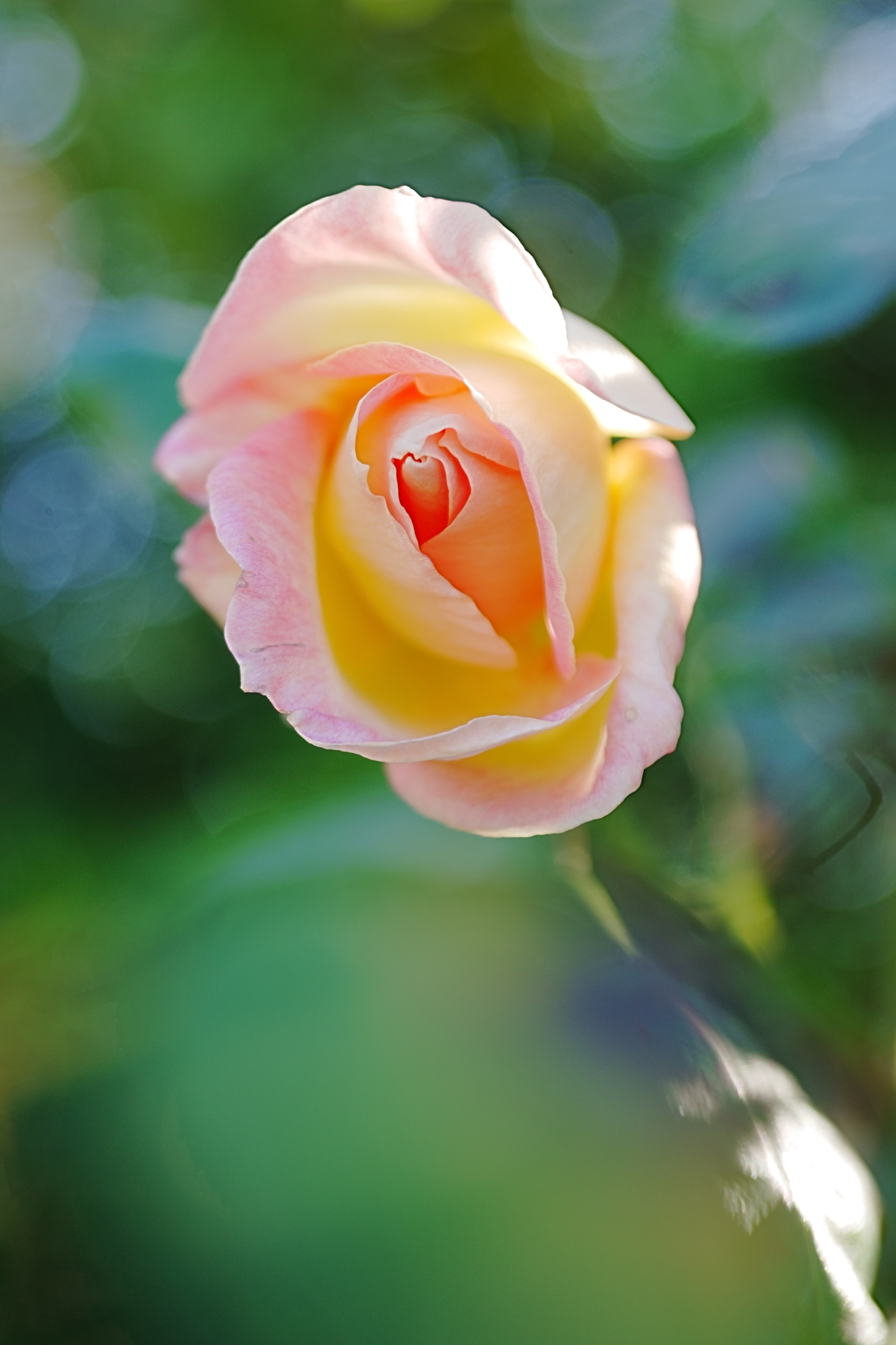 カリフォルニア・ドリーミング