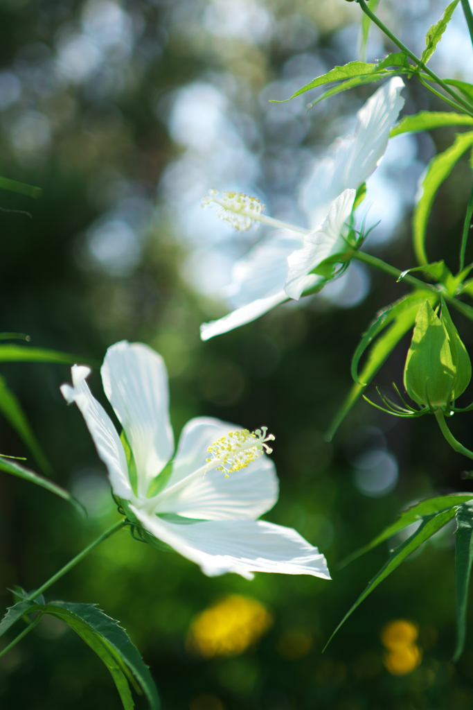 白いアオイの花