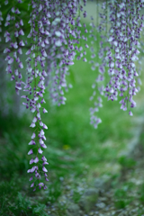 藤の花咲く道で