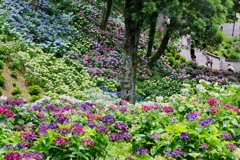 可睡ゆりの園の紫陽花