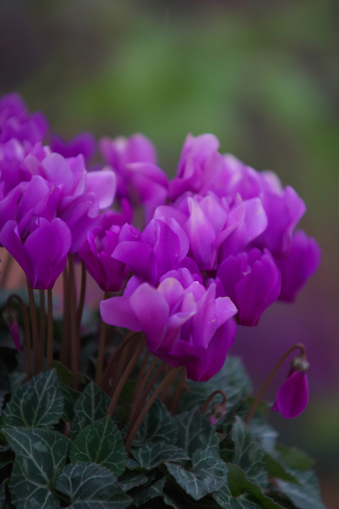 Cyclamen