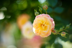 薔薇