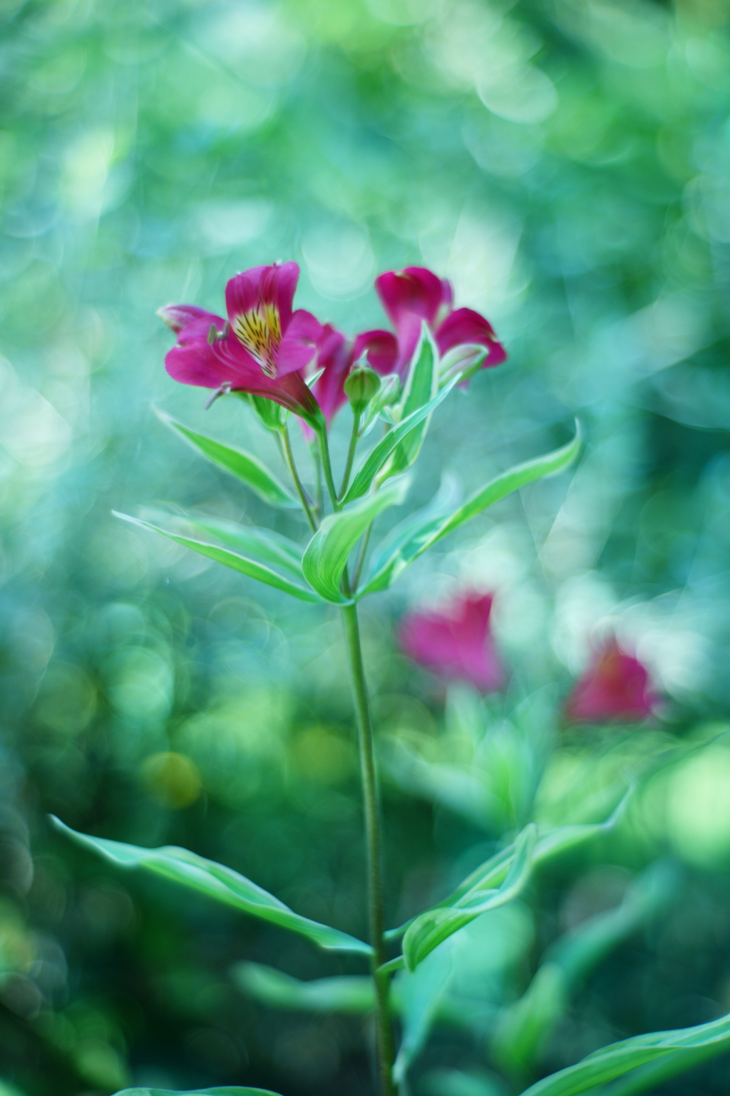 Alstroemeria in the Light