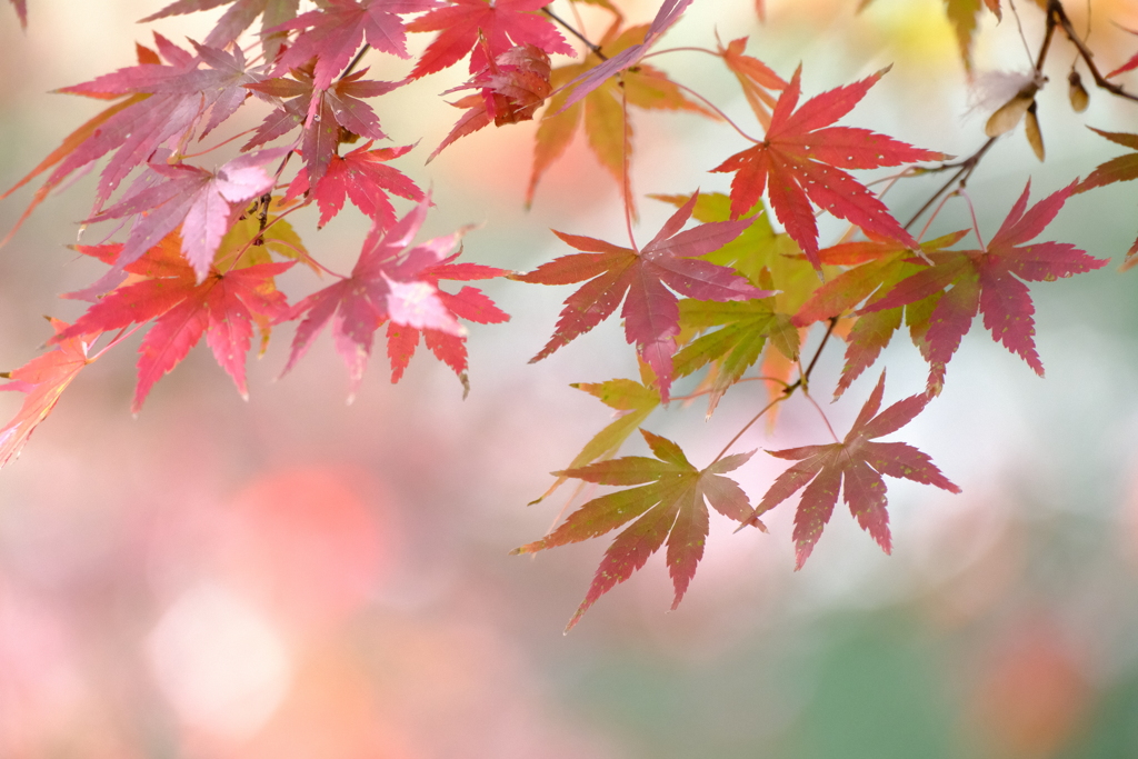 まだ紅葉　
