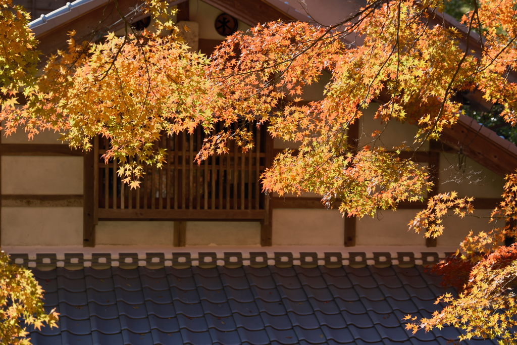 香嵐渓の紅葉　２