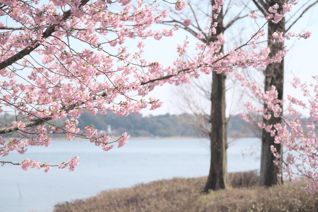 湖の畔にて