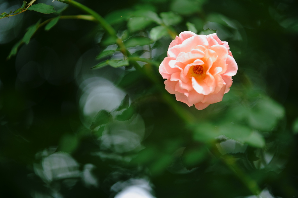 薔薇