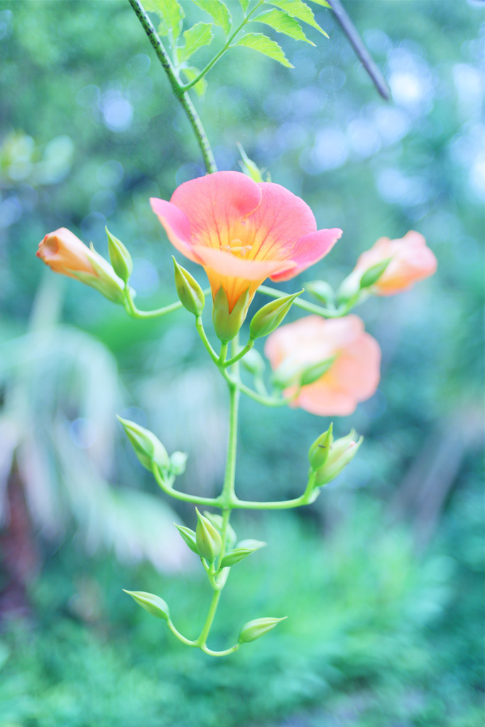凌霄花