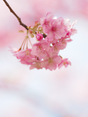 春がそっと・・