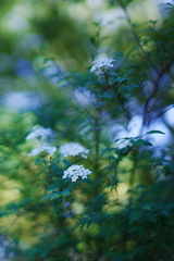 小手毬