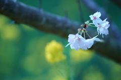 サクラと菜の花