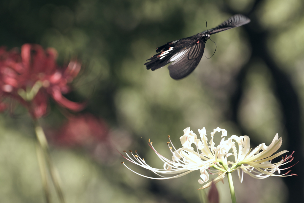 Flying Butterfly