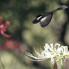 Flying Butterfly