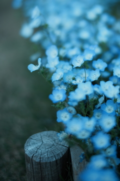 Nemophila