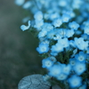 Nemophila