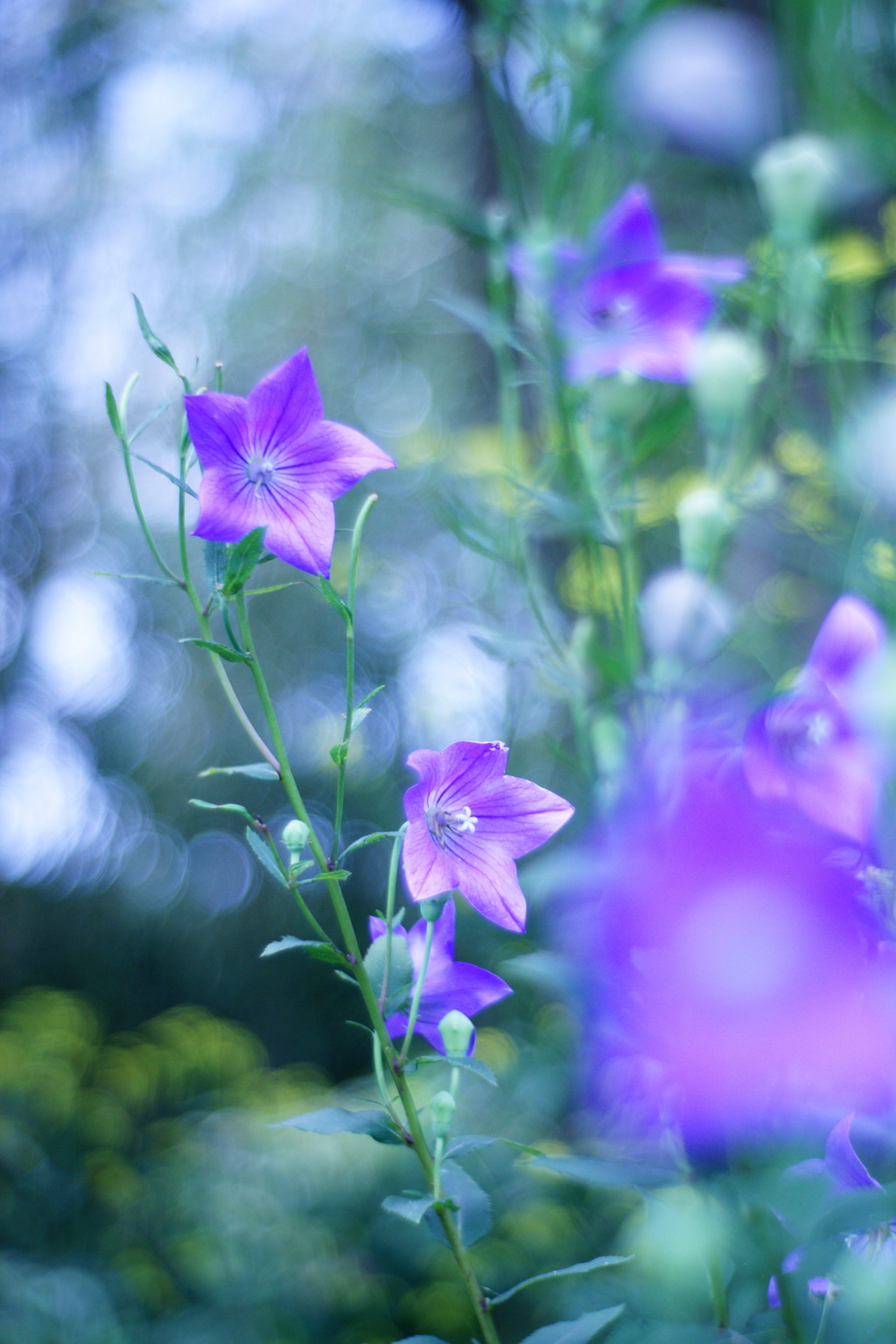 陽だまりに咲く星の花