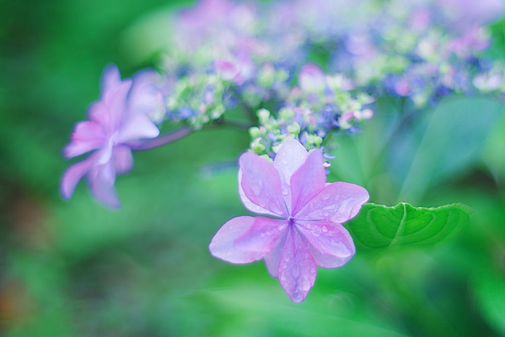 紫陽花