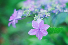 紫陽花
