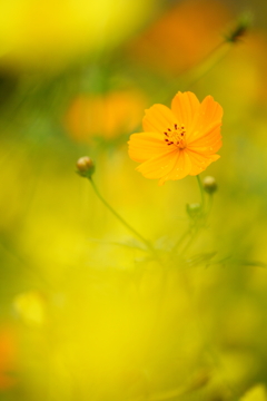 Yellow cosmos