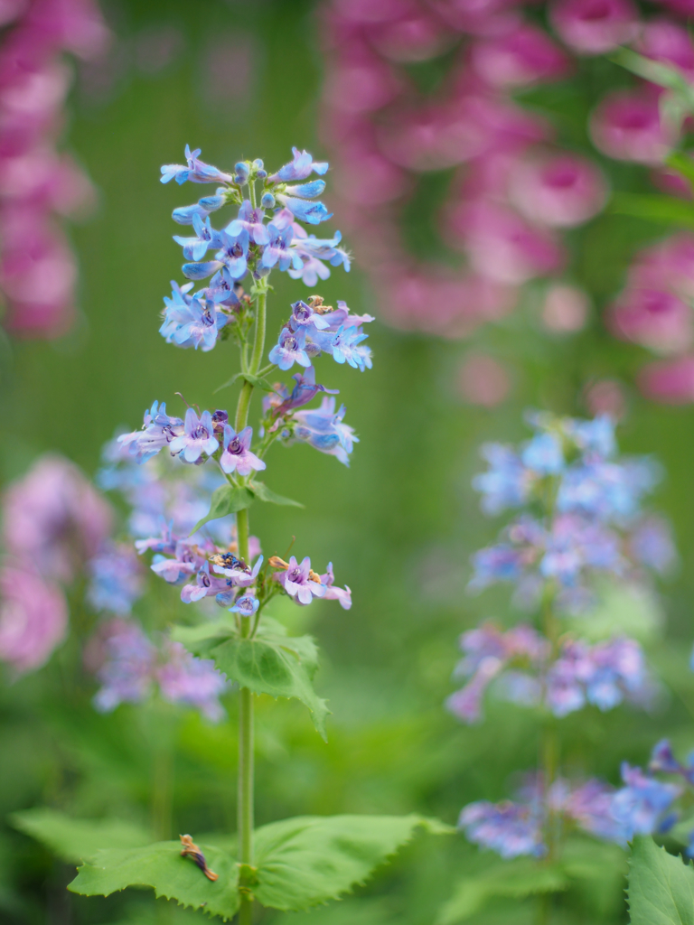 ブルーの花