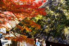香嵐渓　紅葉、かやぶき屋根に映える。