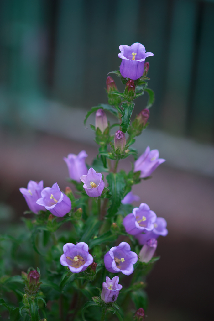 むらさきの花