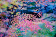 法多山の紅葉
