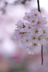 一房の桜