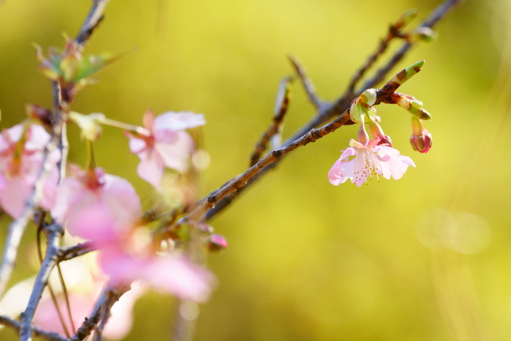 河津桜の季節