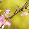 河津桜の季節