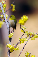 春の香りに誘われて