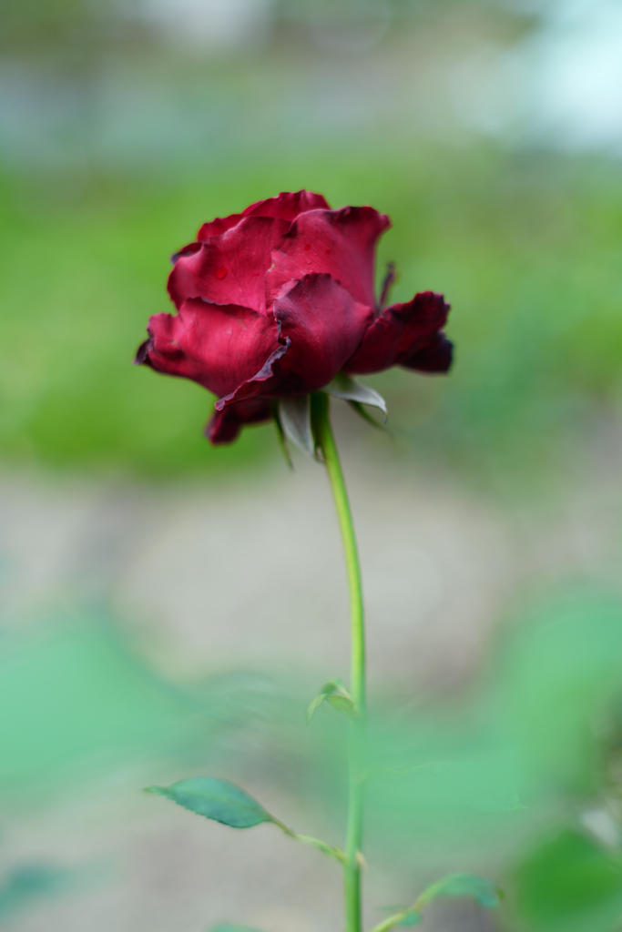 ベルサイユのばら