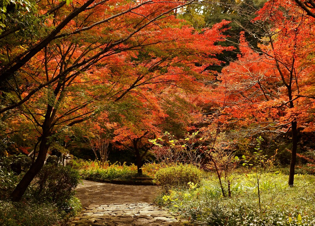 徳川園の紅葉