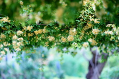 黄色い花の木の下で