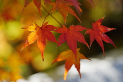 法多山の紅葉　3