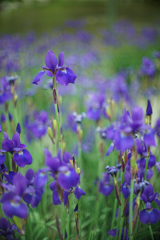 紫の花に誘われて