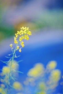 イエロー＆ブルー