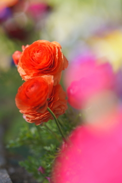 ラナンキュラス