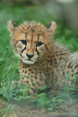 チーターの子