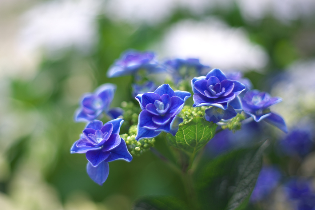 Blue!