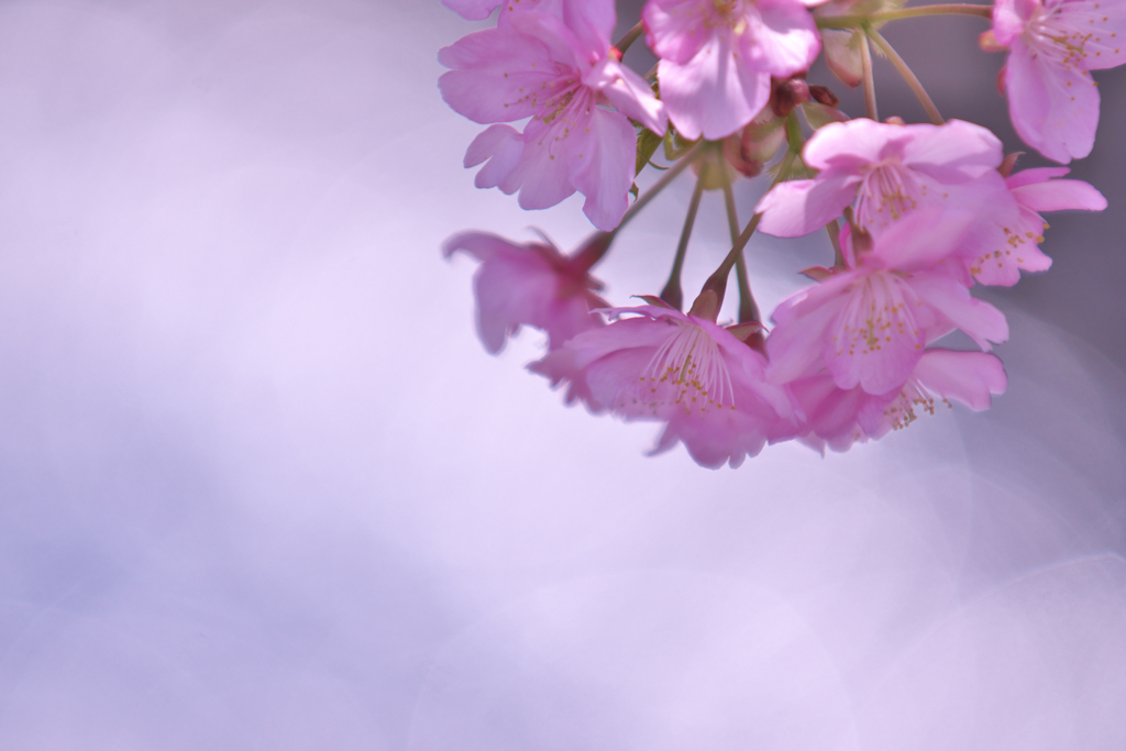 河津桜
