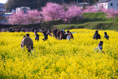 東大山河津桜祭　菜の花畑