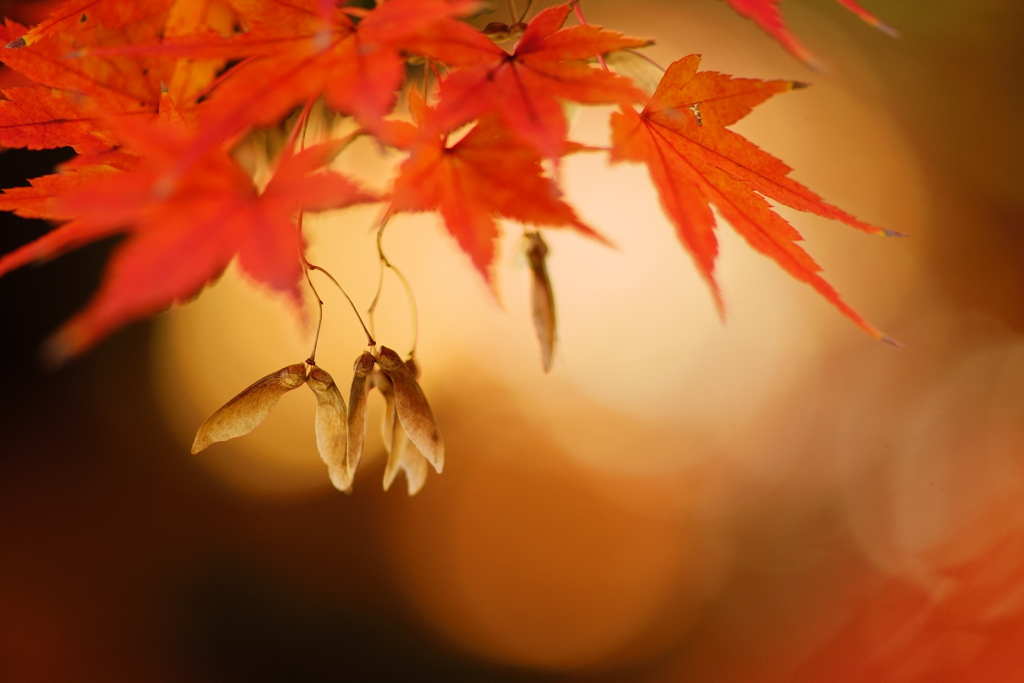 徳川園の紅葉　4