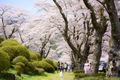 富士霊園の桜
