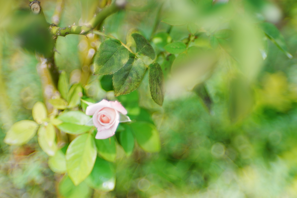 薔薇