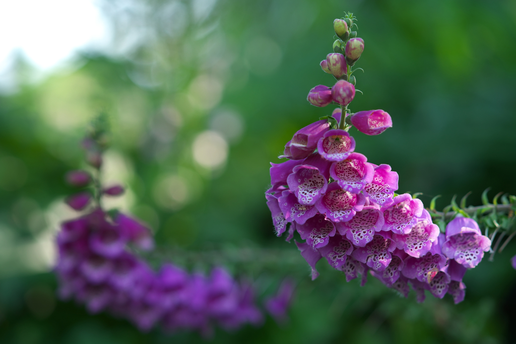 Foxglove