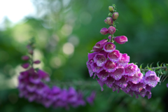 Foxglove