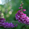 Foxglove